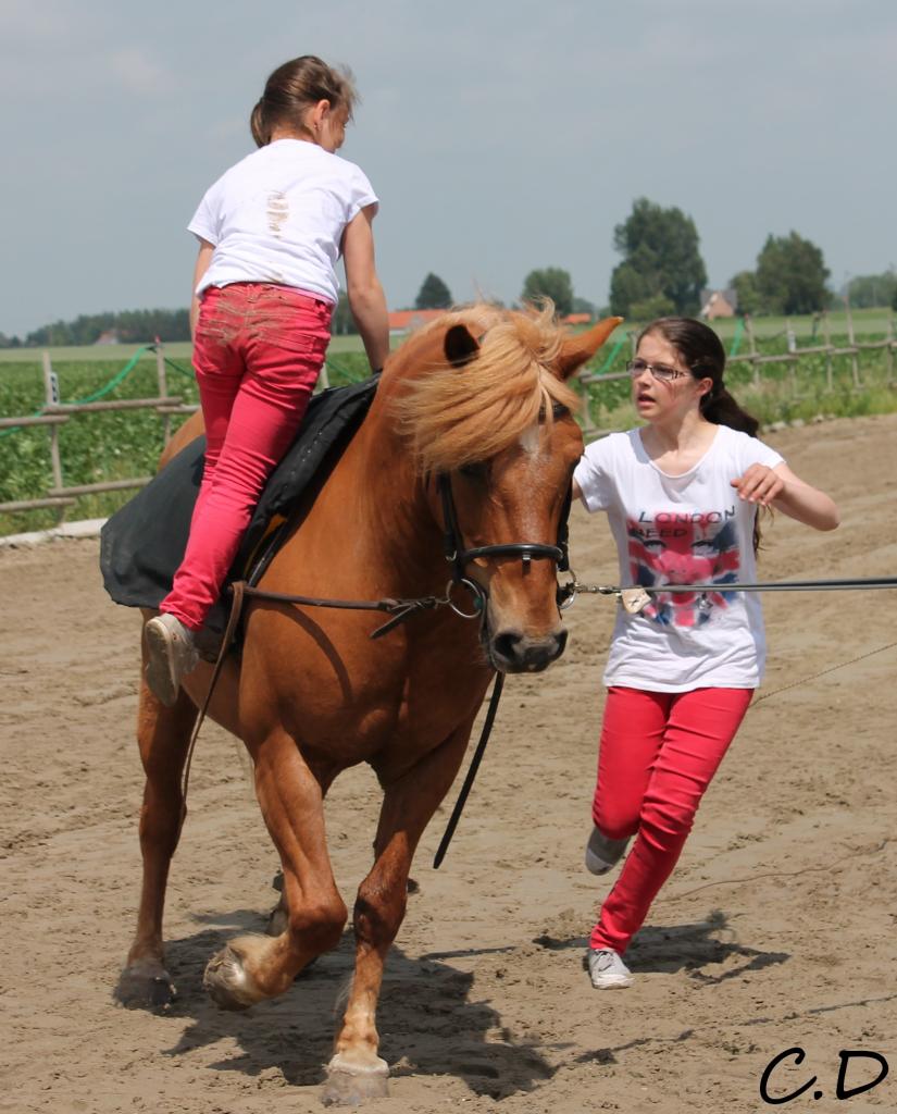 voltige