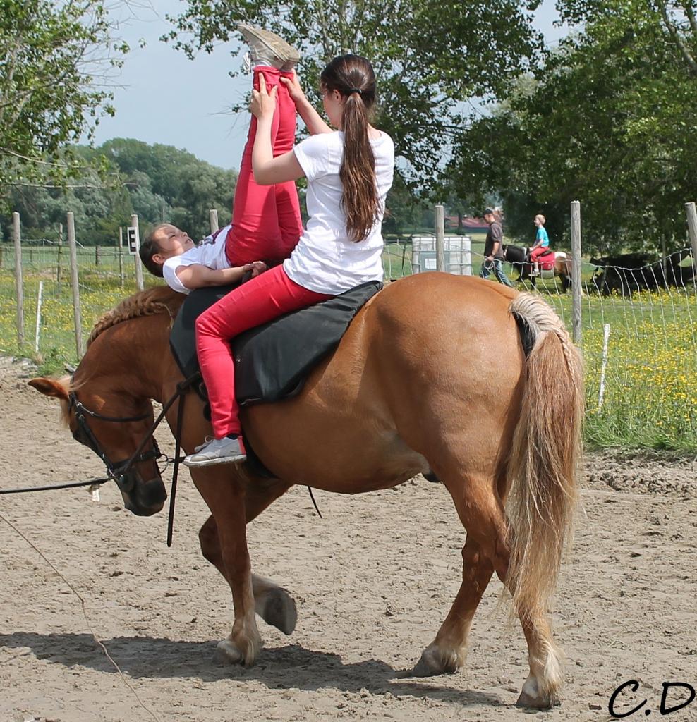 voltige