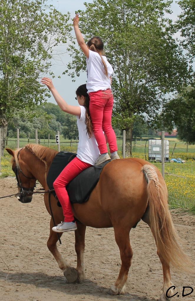 voltige