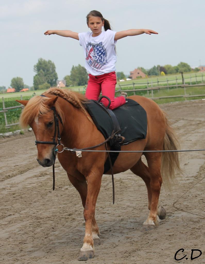 voltige