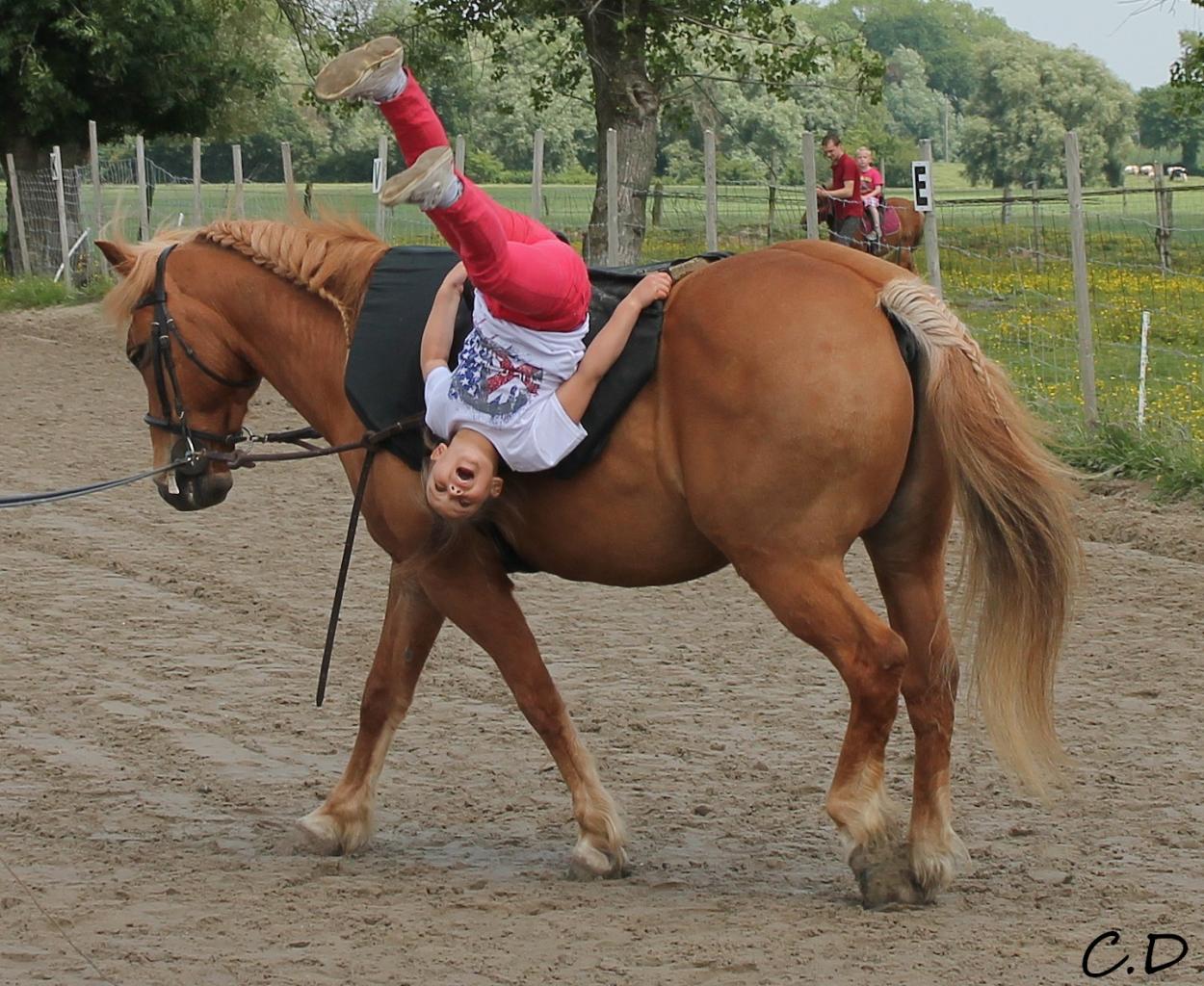 voltige